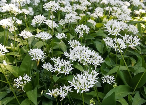 Czosnek niedźwiedzi (allium ursinum)